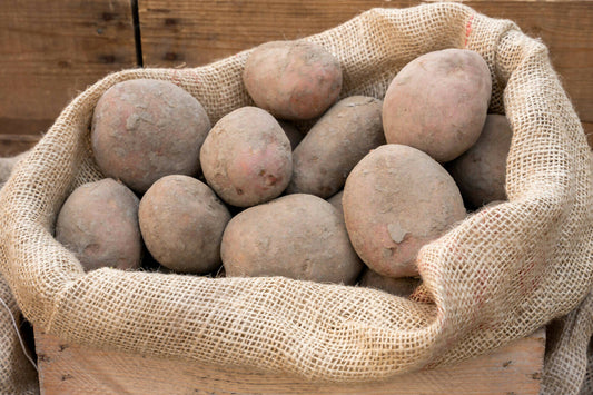Bildtstar aardappelen nieuwe oogst 2023