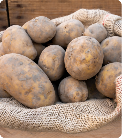 Agria aardappelen nieuwe oogst 2023